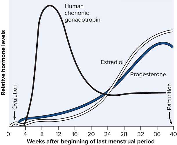 A graph plots relative hormone levels against weeks after the beginning of the last menstrual period.