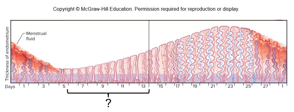 An illustration shows the graph of a cyclic change in the female reproductive organs.
